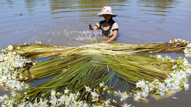 Với súng hoang (được nhổ từ đồng sâu sát vùng vùng biên giới). Phải tẻ ra như thế mới rũ sạch được. Loại sung nầy để nguyên, không bó tròn mà chất luôn lên xe ba gác đẩy đến điểm thu mua - Ảnh: HUỲNH TRÂN