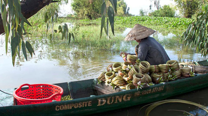 Sau khi sơ chế, bông súng khoanh tròn sẽ cho vào bao nhựa, giao lại cái vựa thu mua-từ đó đến tay người tiêu thụ - Ảnh: HUỲNH TRÂN