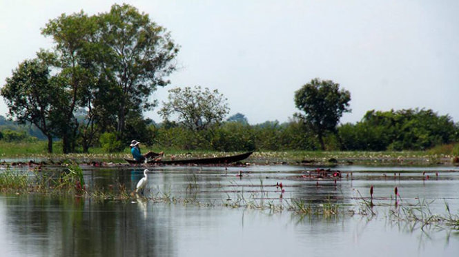 Mênh mông đồng súng miền Tây - Ảnh: HUỲNH TRÂN